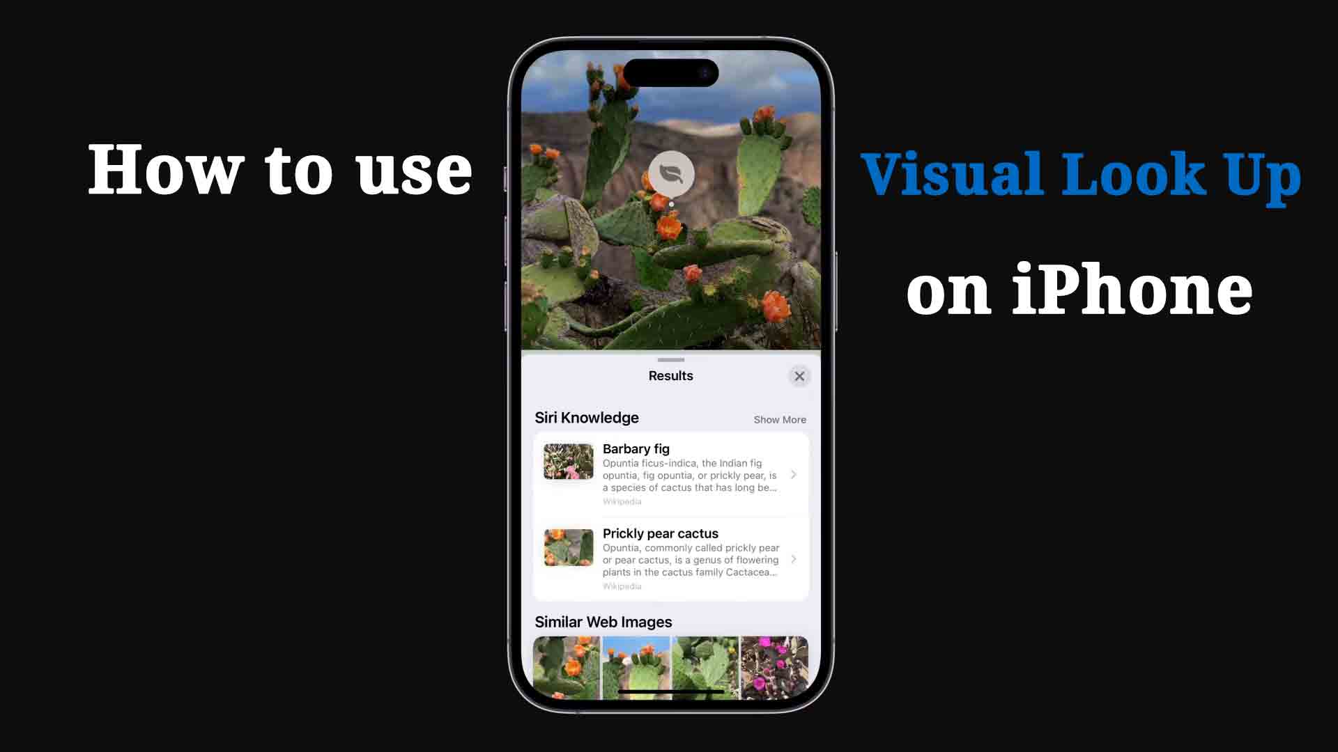 How to use Visual Look Up on an iPhone